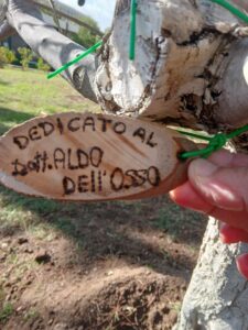 Ulivo in memoria del dottor Dell'Osso